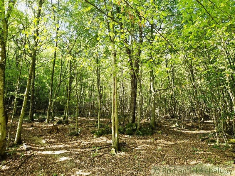 Under the forest trees in Krupina, sunlight filters into the gardens.