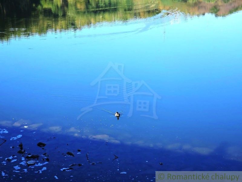 A duck swims on the calm waters of the lake in the Gardens near Krupina.