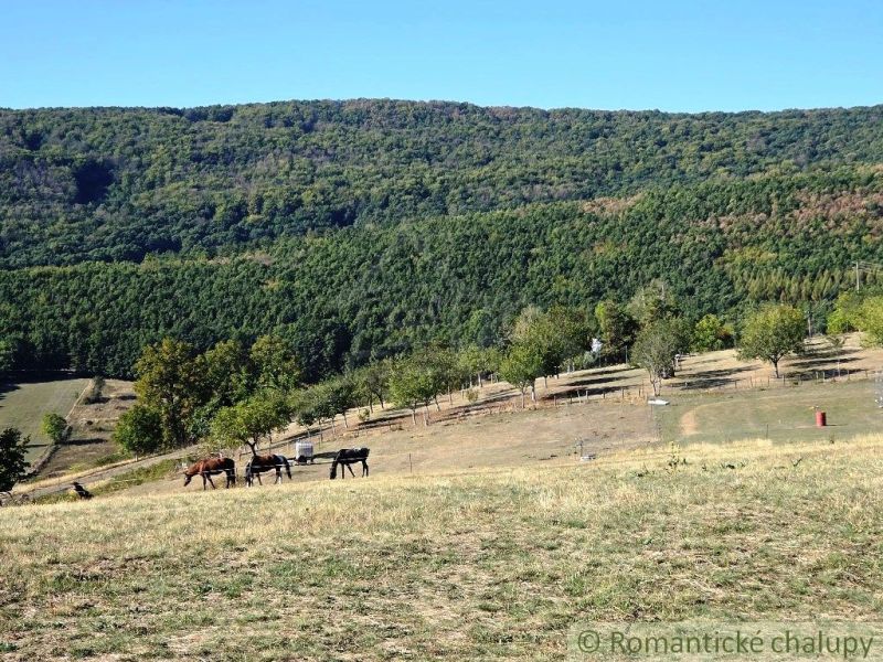 Hills with a pasture and horses in Záhrady near Krupina under a cloudless sky.